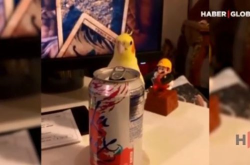 Sahibi ilə gizlənqaç oynayan tutuquşu – VİDEO