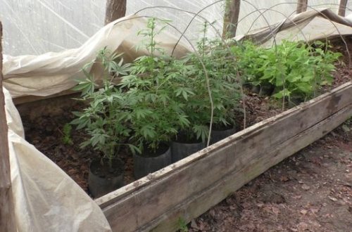 Balakəndə narkotik becərən şəxs saxlanılıb - FOTO