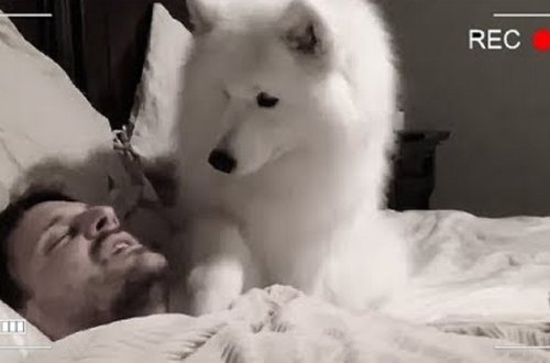 Evə kamera quraşdırıb yatdı,gördüklərindən şok oldu - VİDEO