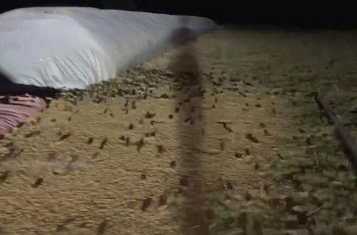 Avstraliya siçanların hücumuna məruz qalıb - VİDEO