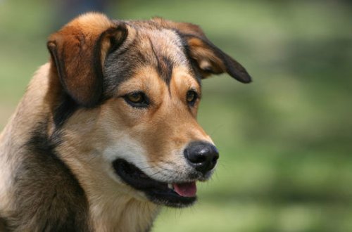 Собаки оказались опасны для человечества