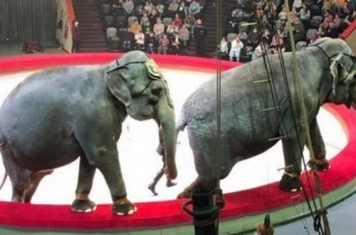 В Казани слоны подрались во время представления - ВИДЕО