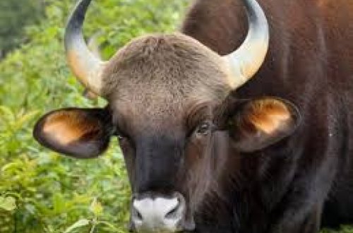 13 yaşlı uşaq iri buynuzlu heyvanın hücumuna məruz qaldı