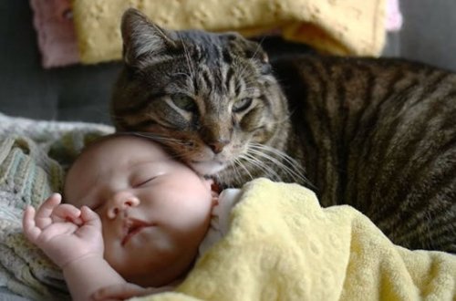 В Москве кот помог спасти найденного у тела матери ребенка