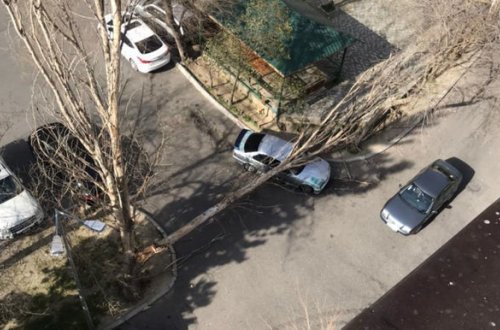 В Баку сильный ветер повалил дерево - ФОТО
