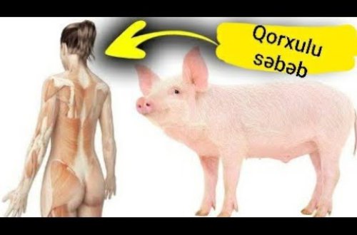Donuz əti nəyə görə haramdır - ŞOK edəcək səbəblər