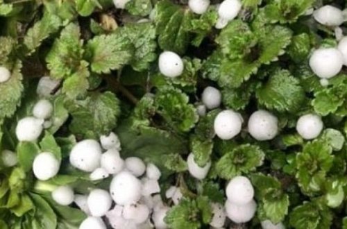 В Гахе выпал град - ФОТО