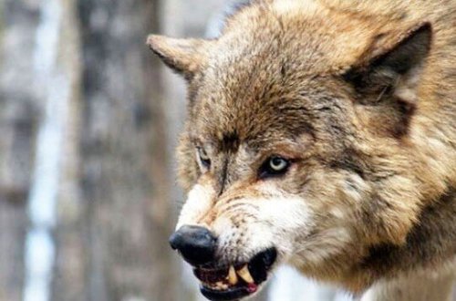 Azərbaycanda canavarlar kəndə HÜCUM ETDİ