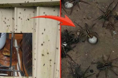 100 ilin fəlakəti yaşanır: Zəhərli hörümçəklər, ilanlar... - Çox sayda ölü var - VİDEO