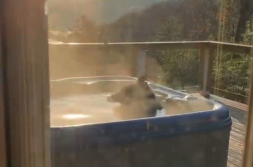 ABŞ-da kotecə daxil olan ayı cakuzidə vanna qəbul edib – VİDEO