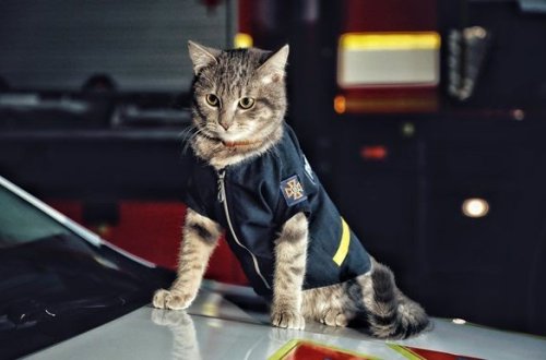 Ukraynada pişiyə “mayor” rütbəsi verilib - FOTO