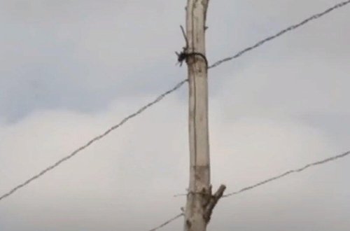 Kürdəmirdə elektirik dirəkləri və naqillər sakinlər üçün təhlükə yaradır - VİDEO