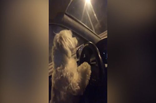 Dördayaqlı “sürücü” sükan arxasına keçib - VİDEO