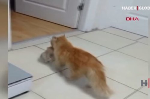 Pişik xəstə balalarını həkimin qəbuluna gətirdi – VİDEO