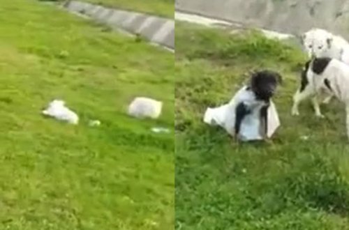 В Азербайджане собак завернули в мешки и бросили на обочине дороги - ВИДЕО