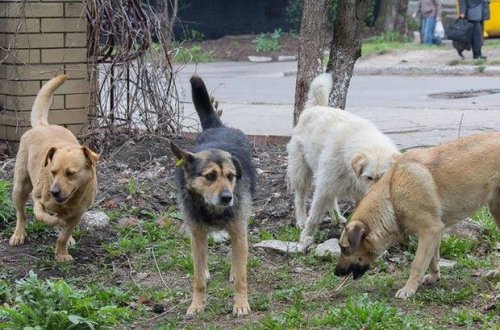 Gəncədə küçə heyvanlarına qarşı qəddarlıq - VİDEO