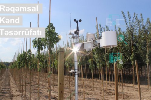 Rəqəmsal kənd təsərrüfatı: fermerlərə meyvə bağlarında üzləşə biləcəkləri risklərlə bağlı SMS bildirişlər göndərilir