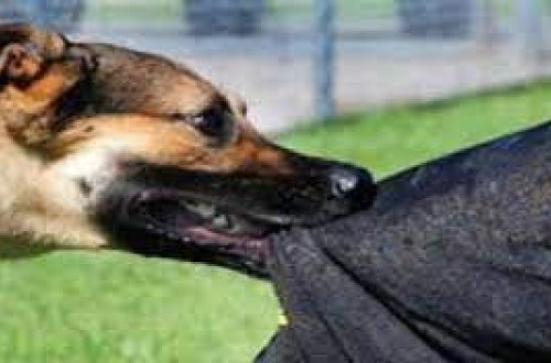 Gəncədə 15 yaşlı yeniyetmə itin hücumuna məruz qaldı