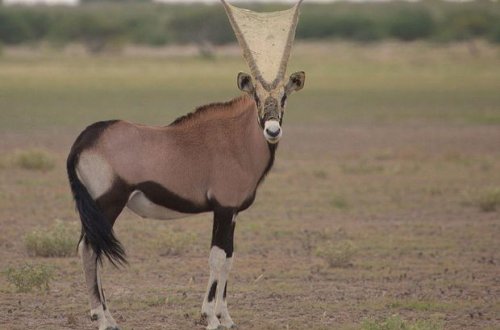 Buynuzlarının arası tor bağlayan antilop görənləri heyrətə gətirdi - FOTO
