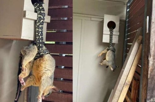 Qapını açan gənc gördüklərinə inanmadı- DƏHŞƏTLİ MƏNZƏRƏ - FOTOLAR