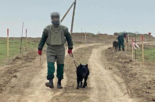 Ermənilər əllərində olan bütün minaları basdırıb çıxıblar - ANAMA