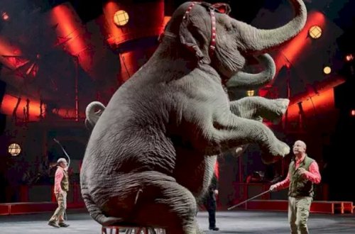 Dəhşət: Fillər təlimatçının belini qırdılar