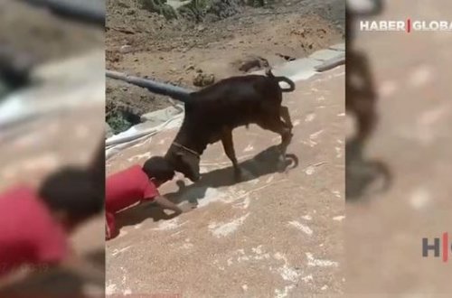 Uşaq buzovla kəllə-kəlləyə gəldi – VİDEO