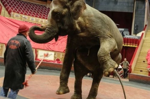 Rusiyada sirk əməkdaşının belini sındıran fil barədə qərar bəlli oldu - FOTO