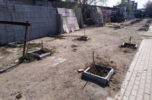 Bakıda kəsilən ağaclarla bağlı araşdırma aparılır - FOTO