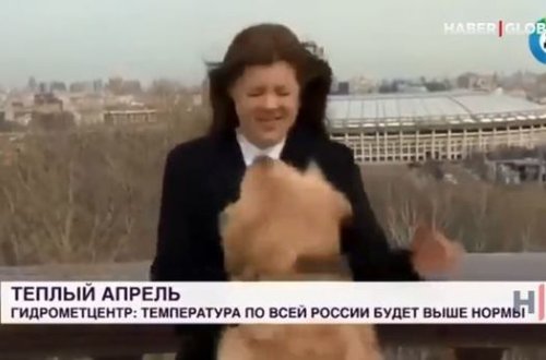 İt canlı yayımda mikrafonu müxbirdən alıb qaçdı – VİDEO