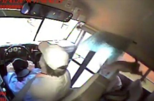Avtobusun ön şüşəsinə çırpılan maral salona daxil oldu - VİDEO