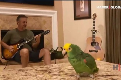 Tutuquşunun rok ifası görənləri heyrətləndirir – VİDEO