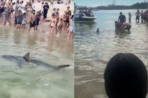 İki metrlik köpək balığı çimərlikdə təşviş yaratdı - VİDEO