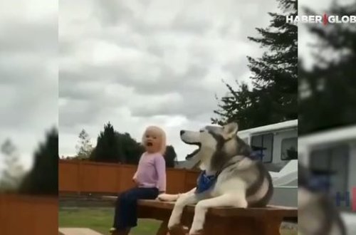 Uşağı yamsılayan it görənləri güldürür – VİDEO