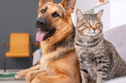 İt və pişiklər arasında COVID-19 yayılıb? - Araşdırmalara başlanıldı