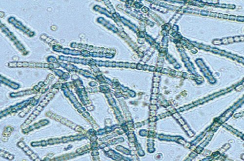 Озера оказались смертельно опасными из-за изменения климата