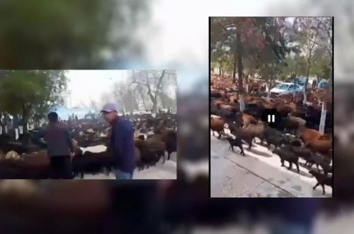 Özbəkistanda qoyunların “mitinq”i keçirilib - VİDEO