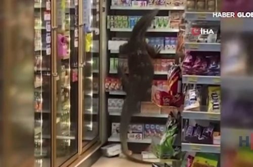 Taylandda marketə nəhəng kərtənkələ girdi - VİDEO