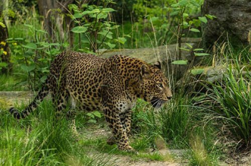 Леопард вышел из леса в город и ранил трех человек