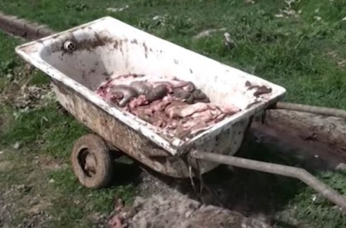 Üfunət qoxulu ət kəsimi məntəqəsi - VİDEO