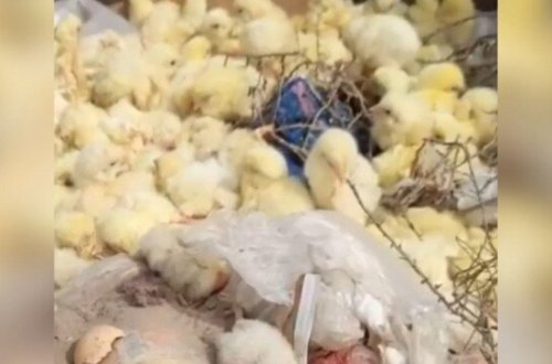 Bakıda onlarla cücə zibil qutusuna atıldı - VİDEO