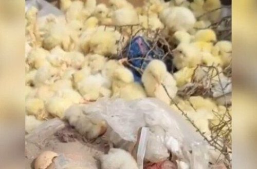 Bakıda onlarla cücə zibil qutusuna atıldı - VİDEO