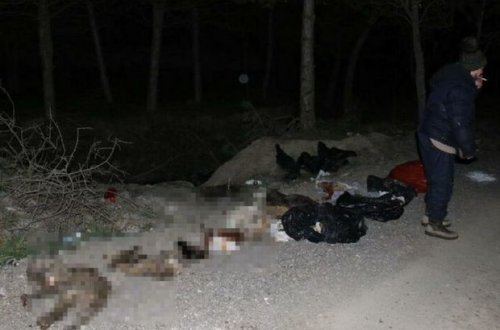 Qorxunc mənzərə: Küçədə damarları deşilmiş onlarla sahibsiz it tapıldı - VİDEO