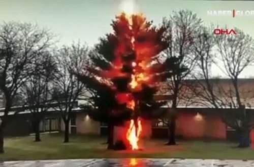 İldırım vuran ağac bir anda parçalandı – VİDEO