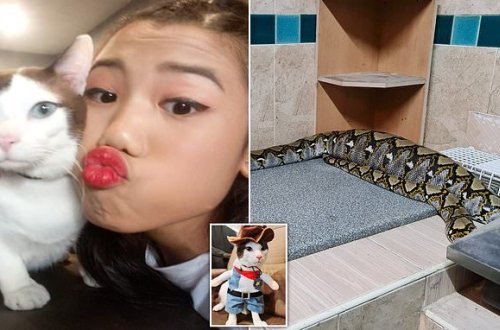 İtmiş pişiyini mətbəxə girən NƏHƏNG İLANIN QARNINDA tapdı - FOTO-VİDEO