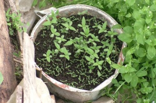 Житель Балакенского района задержан за выращивание конопли