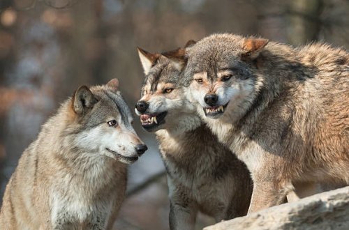 В Барде стая волков напала на село - ВИДЕО