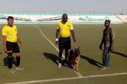Bu ölkədə hakim futbol matçını idarə etməyə iti ilə gedir