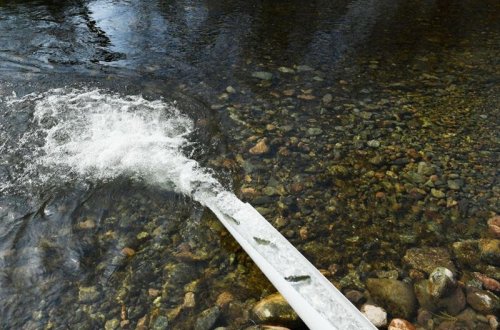 Həkəri çayına qızıl xallı farel balıqları buraxıldı