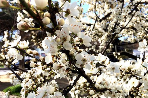 Прогноз погоды в Азербайджане на 15 апреля